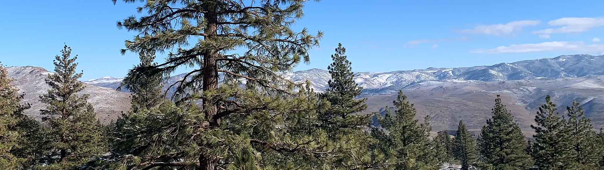 Montreux, Galena Forest, St James Village, Reno Real Estate & Homes for